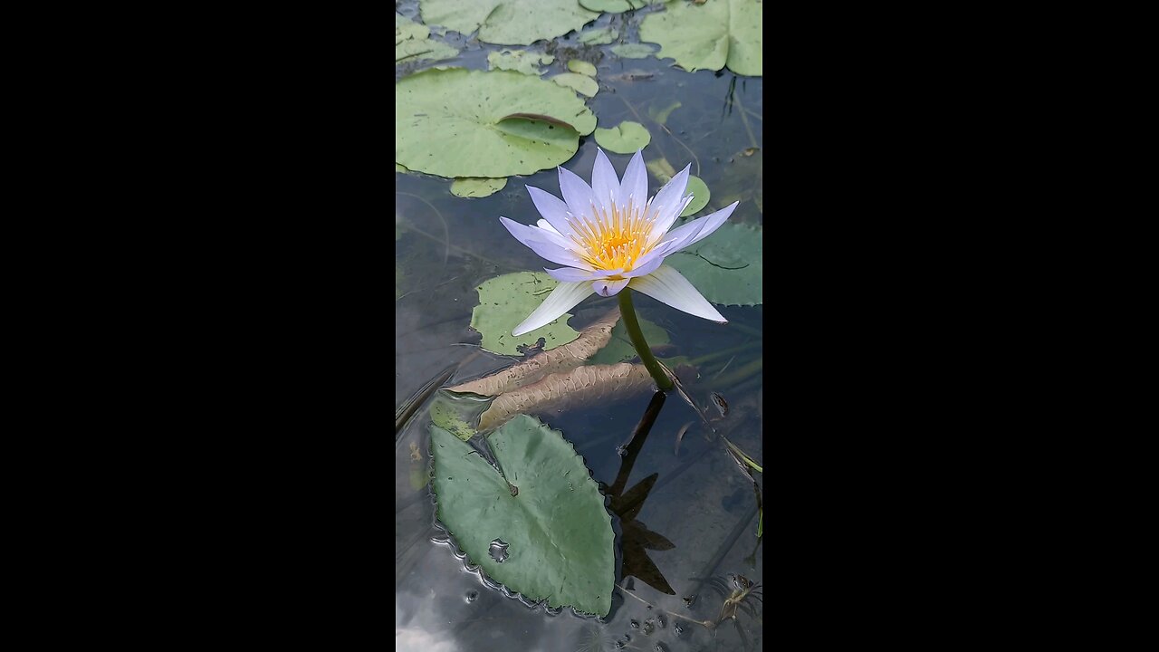 Beautiful flowrs