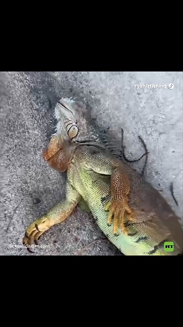Iguanas caen de los árboles en EE.UU. por la ola de frío