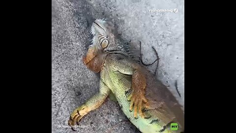 Iguanas caen de los árboles en EE.UU. por la ola de frío