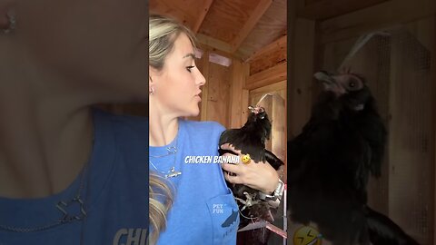 The Animals #funnyanimals #animals #pets #shorts