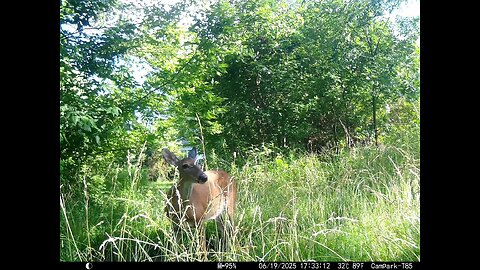 Deer Cam 06-19-2025 Deer Eating In Tall Grass Game Cam Trail Cam