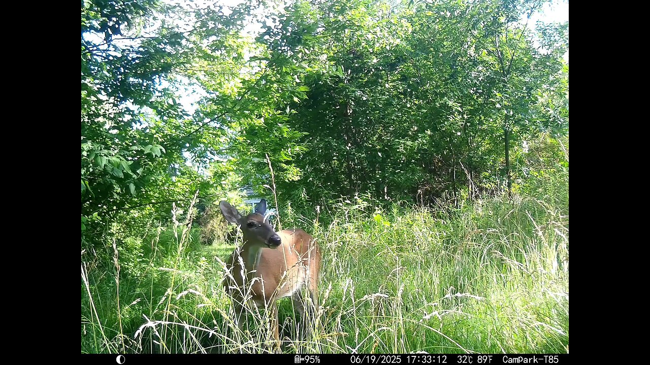 Deer Cam 06-19-2025 Deer Eating In Tall Grass Game Cam Trail Cam