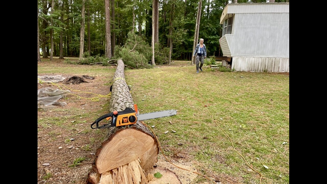 2 tall pines cut, 09/17 & 09/18/25