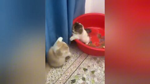 cute 🥰 cat Funny 🤣 Video Part2 #cat #funny #funnycats #cutecats