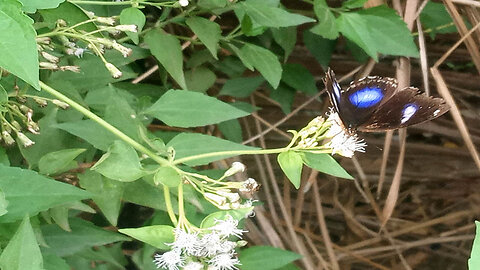 A Stunning Black & Blue Butterfly