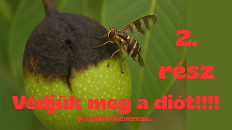 ⚠️🐛 🪰 2. rész!!! Védjük meg a diót a Nyugati dióburok-fúrólégytől!! A csali bekeverése