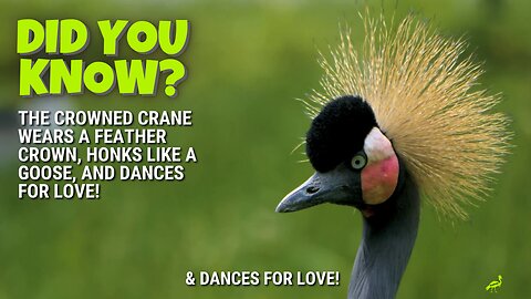 Did You Know- The Crowned Crane Wears A Feather Crown, Honks Like A Goose, And Dances For Love!?