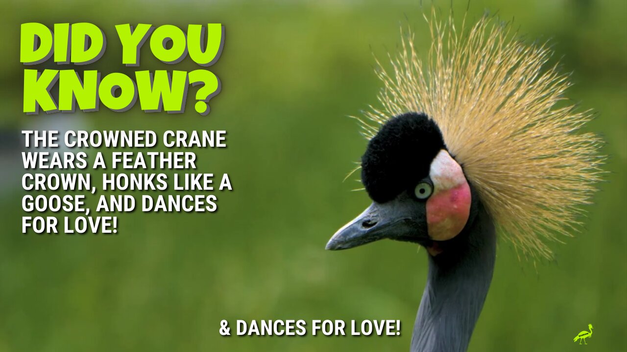 Did You Know- The Crowned Crane Wears A Feather Crown, Honks Like A Goose, And Dances For Love!?