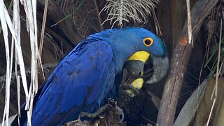 Brilliant Blue Hyacinth Macaw Eats Nuts With Impressive Dexterity