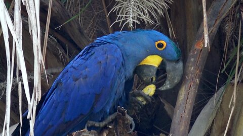 Brilliant Blue Hyacinth Macaw Eats Nuts With Impressive Dexterity