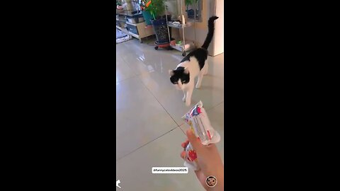Funny Cat