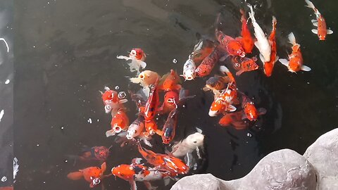 Fish 🐟 video