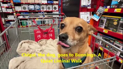 Chiqui, the dog, goes to Bunnings. A Quiet Liminal Walk