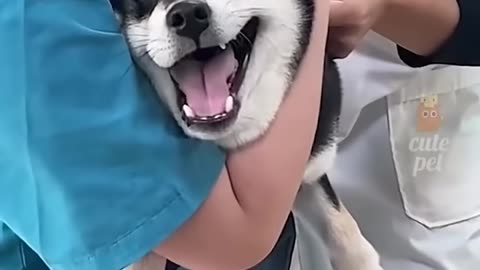 Funny Animal Videos