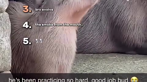 5 FUNNIEST ANIMALS MOMENTS