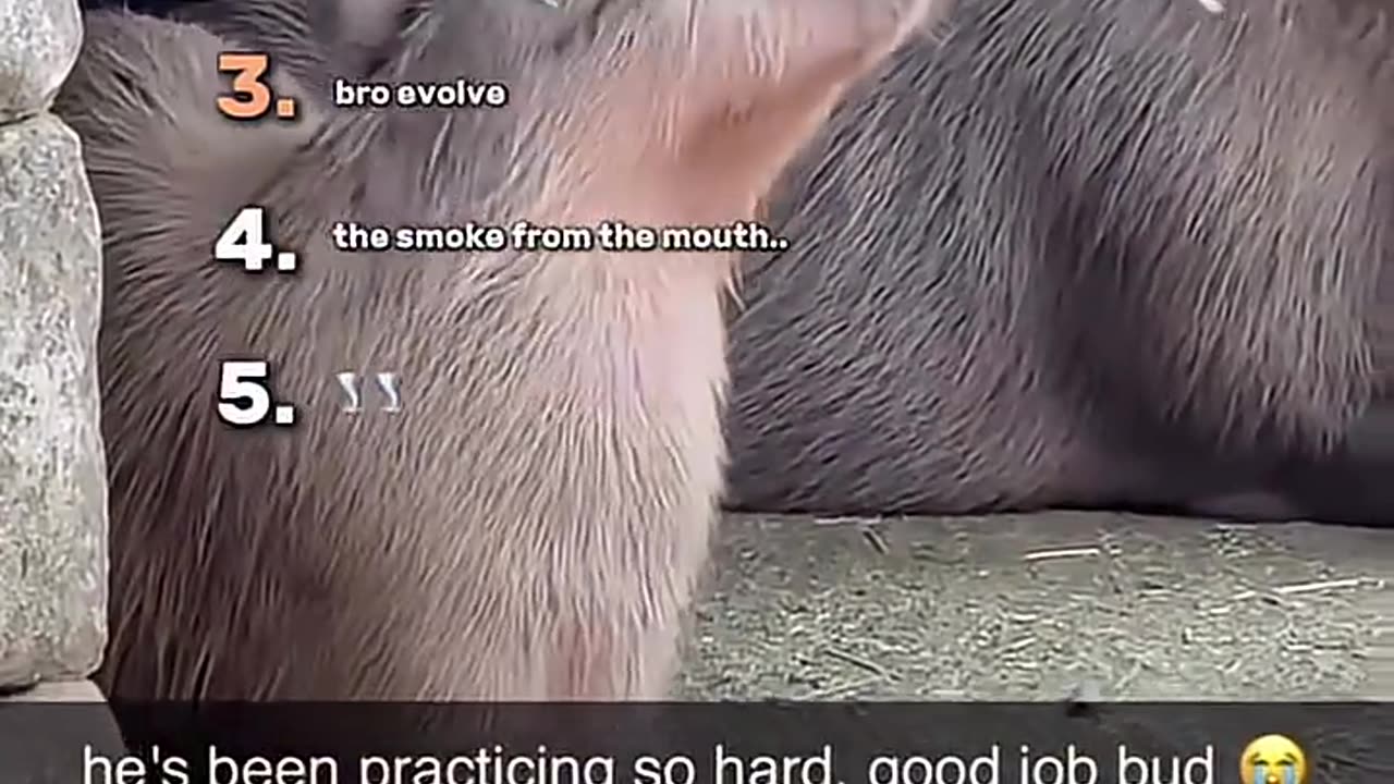 5 FUNNIEST ANIMALS MOMENTS