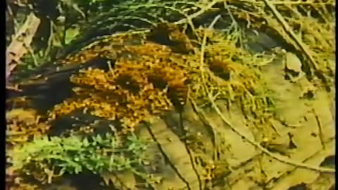 Giant Sequoias documentary