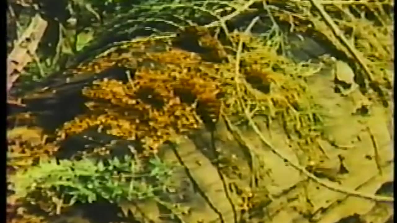 Giant Sequoias documentary