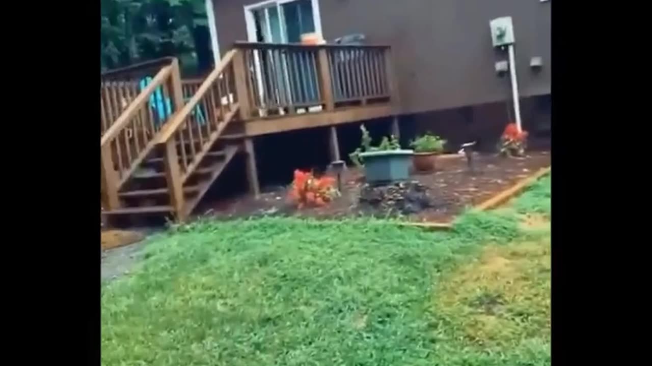 amazing animals