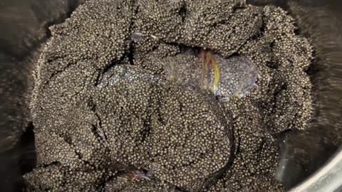 caviar sevruga