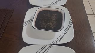 MEAL OF THE DAY