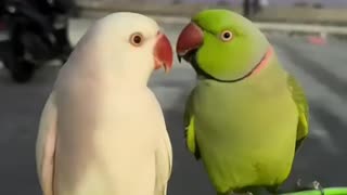 This couple found a weak parrot stuck in a tree branch
