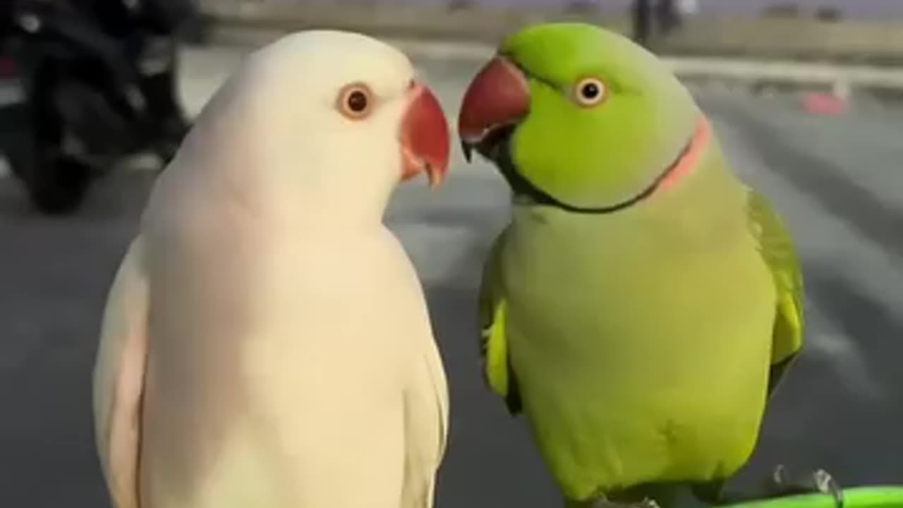 This couple found a weak parrot stuck in a tree branch