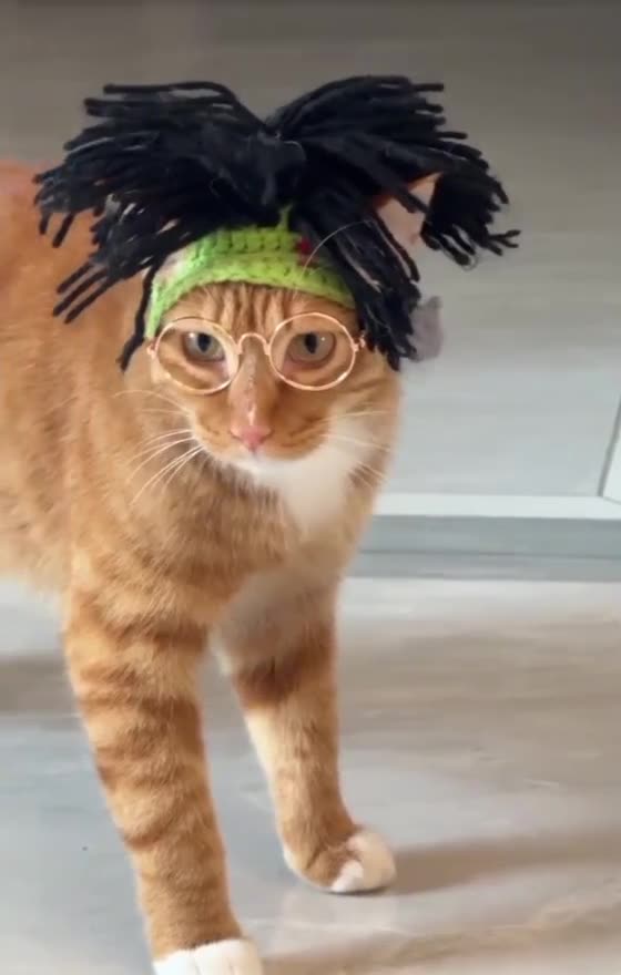 "Cats Gone Crazy 😹😂 Must Watch!"