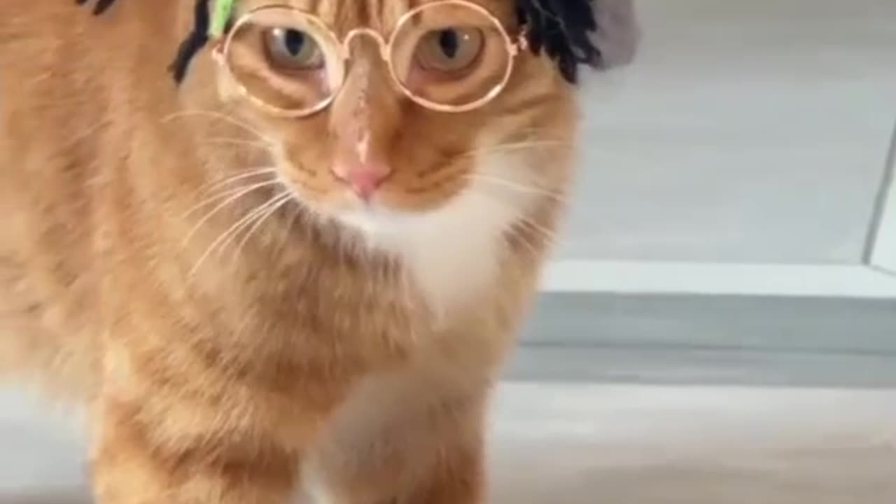 "Cats Gone Crazy 😹😂 Must Watch!"
