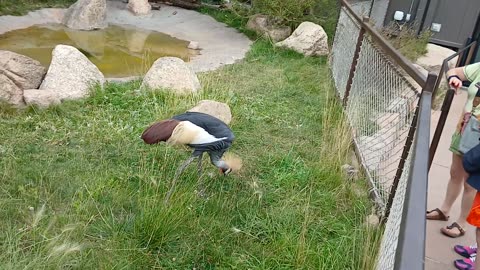 Cheyenne Mountain Zoo Part 2