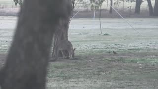 Kangaroos & Birds at Jaya on Frosty Morning