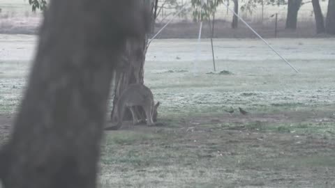 Kangaroos & Birds at Jaya on Frosty Morning