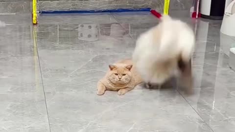 funny smart cat