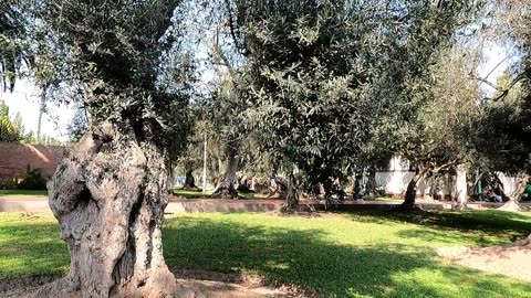 El Olivar de San Isidro, Lima, Perú