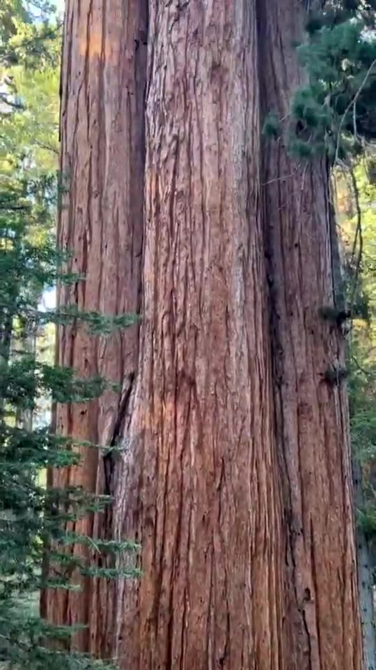 QUELLO CHE PER NOI È UN ALBERO GIGANTE, È DECINE DI VOLTE PIÙ PICCOLO RISPETTO A MILIONI DI ANNI FA