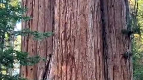 QUELLO CHE PER NOI È UN ALBERO GIGANTE, È DECINE DI VOLTE PIÙ PICCOLO RISPETTO A MILIONI DI ANNI FA