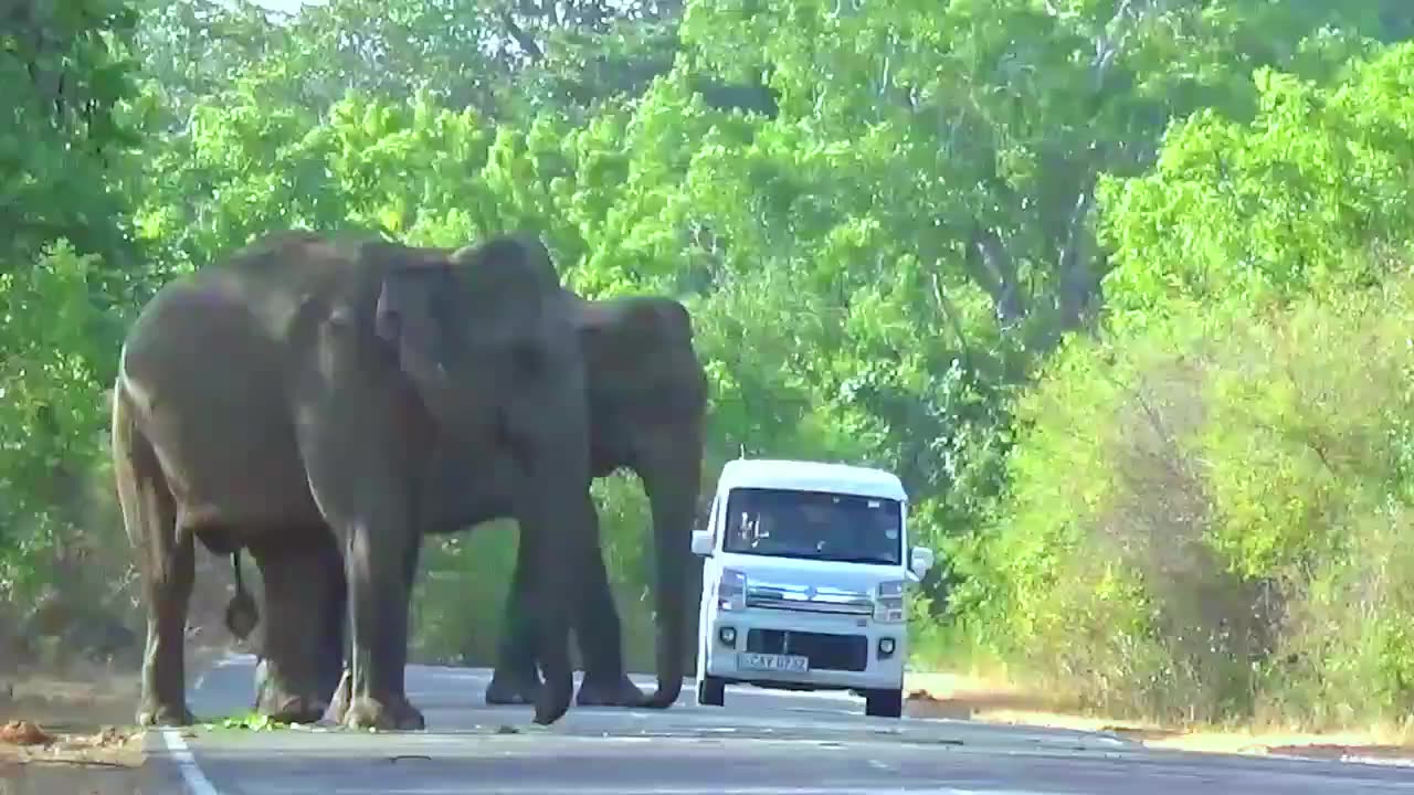 Feeding Time Adventures: Wild Elephants on the Road #elephant #elephantattack