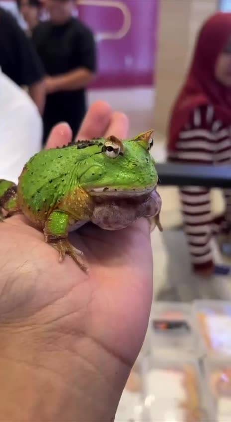 Looking for a mate sound the alarm