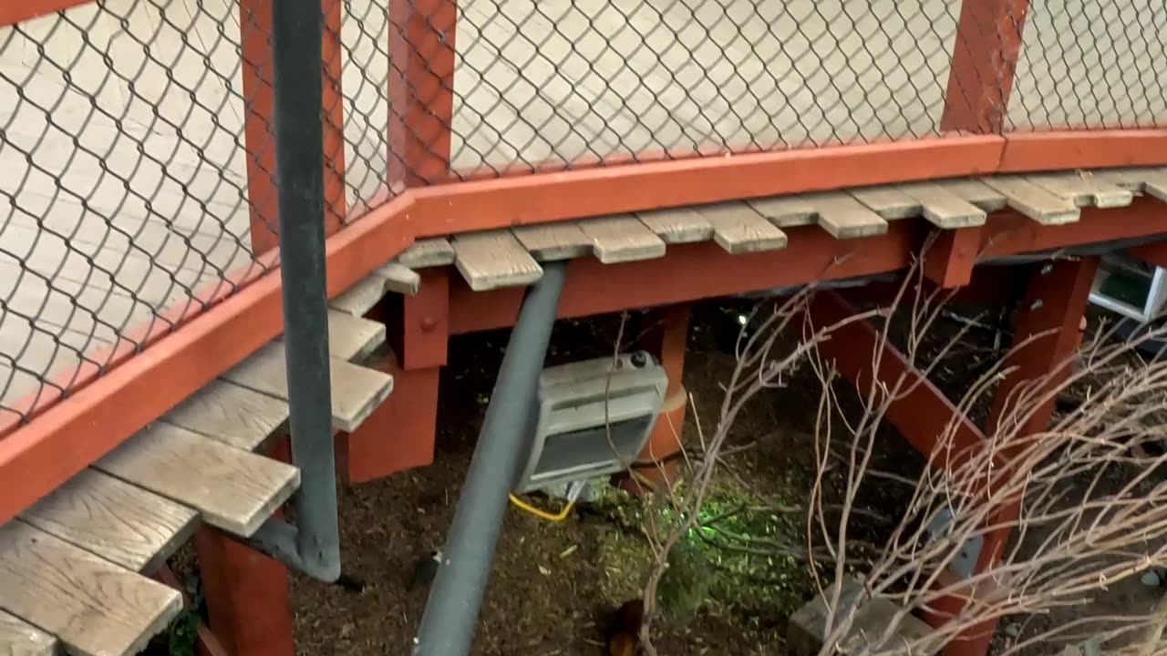 Rhinoceros Hornbill at El Paso Zoo in Texas