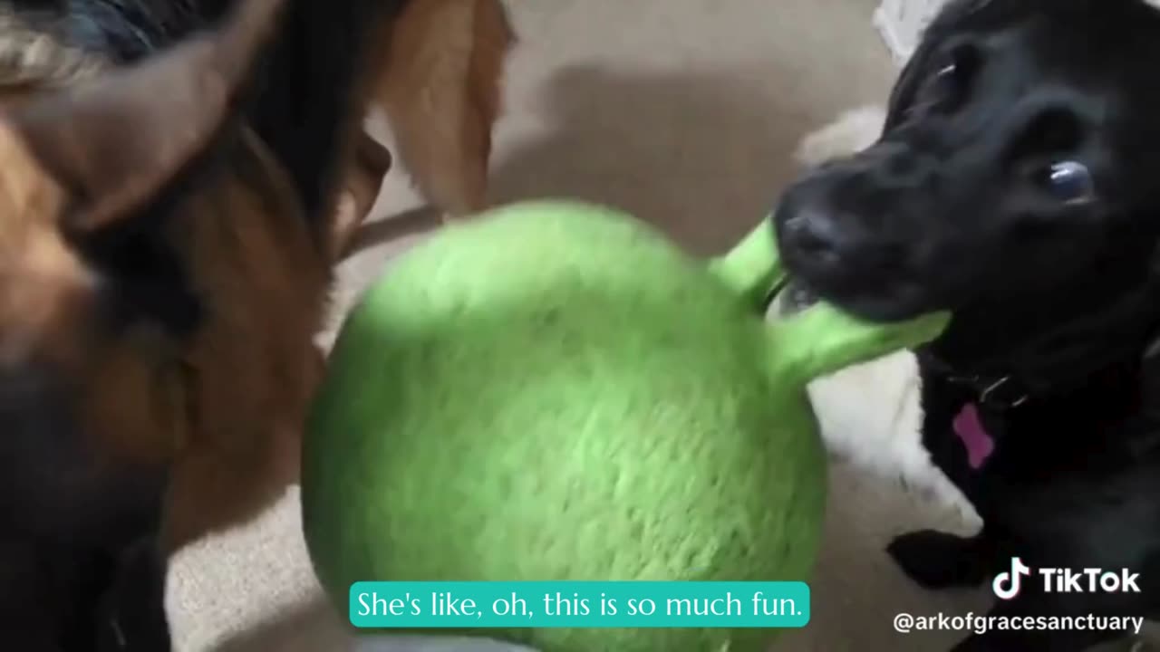 Missy & Cyrus Wrestling in the Morning!