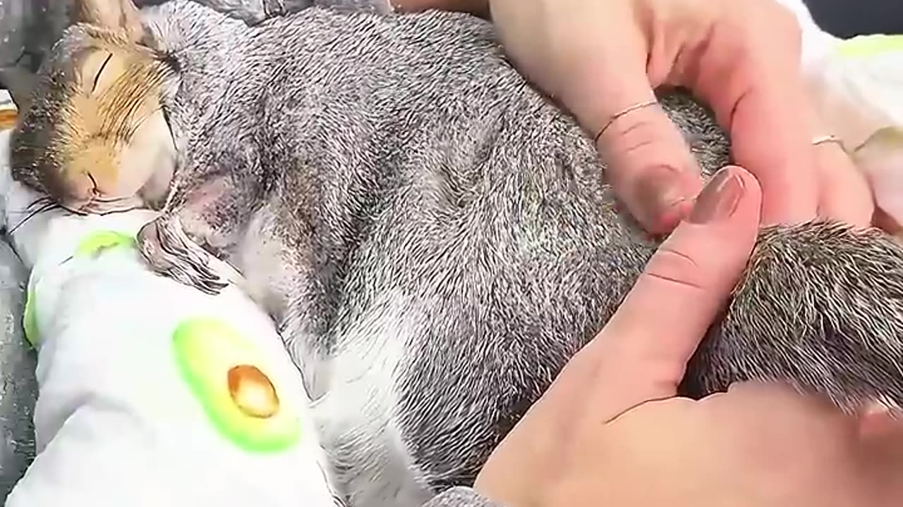 A couple rescued a squirrel stuck in the bird feeder