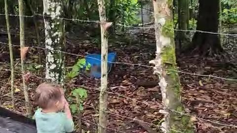 Toddler Meets a Woodpecker
