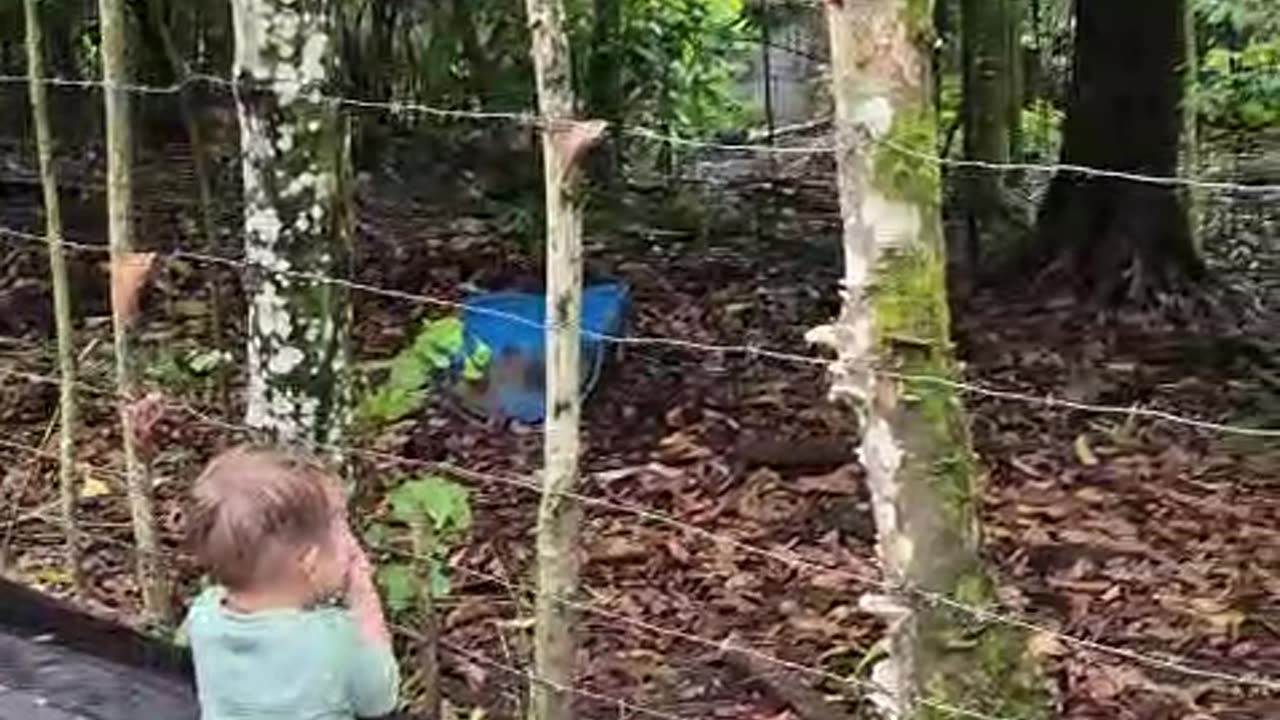 Toddler Meets a Woodpecker