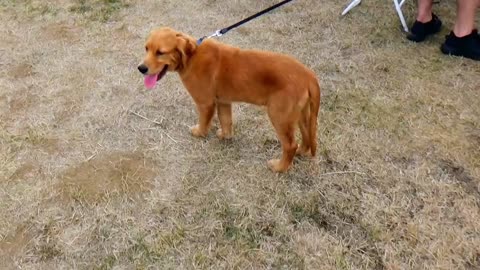 Cute Dog