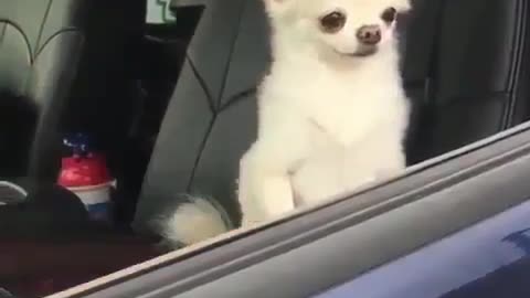 Fun Animals