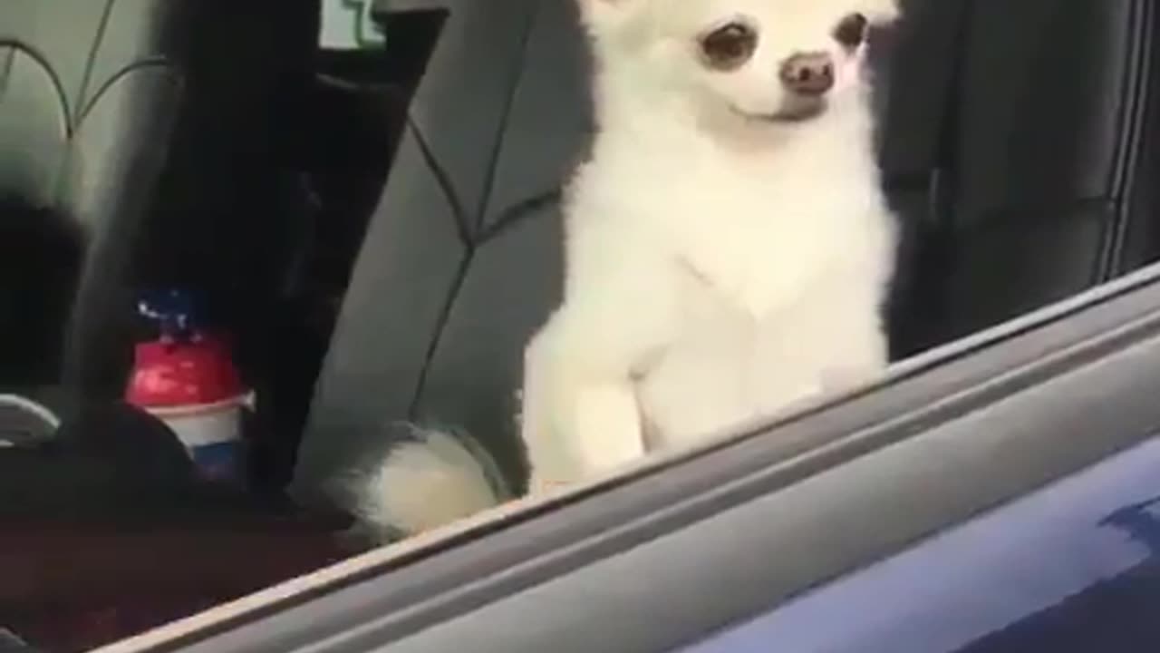 Fun Animals