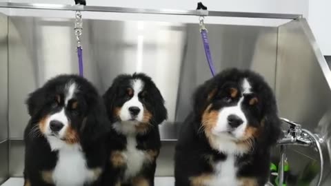 “Dog Training With Heart & Mind – Fun Walks, Better Obedience & a Stronger Bond”