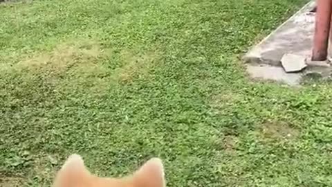 🐶😂 Dog Saves My Life in the Craziest Way Possible! | FunFM
