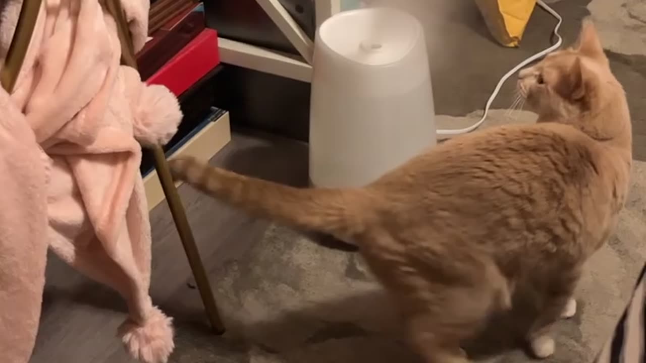 Orange Cat Discovers Humidifier Steam