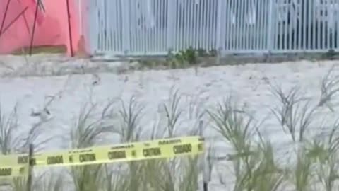 Beachgoers were shocked to see a black bear swimming in the water in Naples, Florida